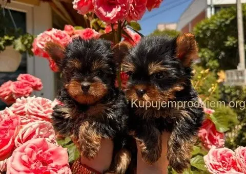 Na prodaju štenci jorkširskog terijera - 3/4