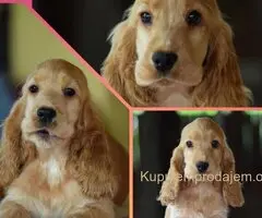 Engleski Koker Španijel štenci