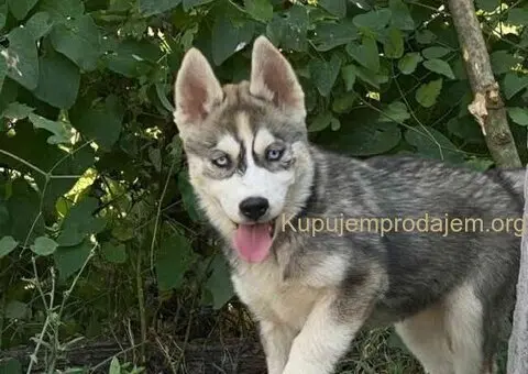 SIBIRSKI HASKI 3 ženkice - 1/10