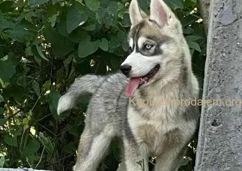 SIBIRSKI HASKI 3 ženkice - 2/10