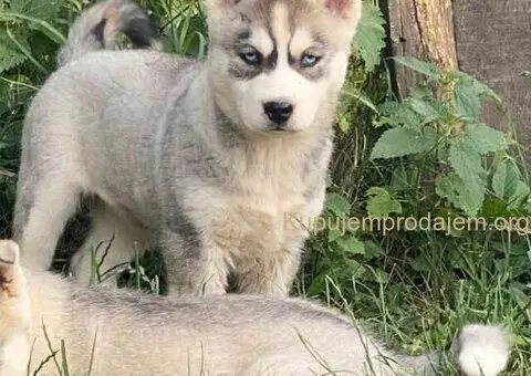 SIBIRSKI HASKI 3 ženkice - 3/10