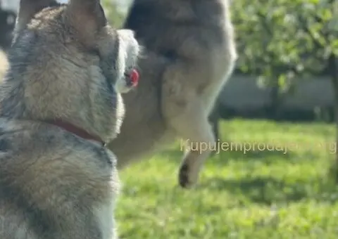 SIBIRSKI HASKI 3 ženkice - 4/10