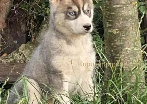 SIBIRSKI HASKI 3 ženkice - 5/10