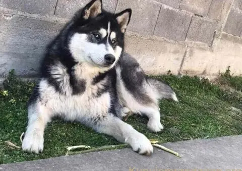 SIBIRSKI HASKI 3 ženkice - 6/10