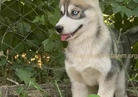 SIBIRSKI HASKI 3 ženkice - 7/10