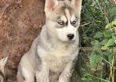 SIBIRSKI HASKI 3 ženkice - 8/10