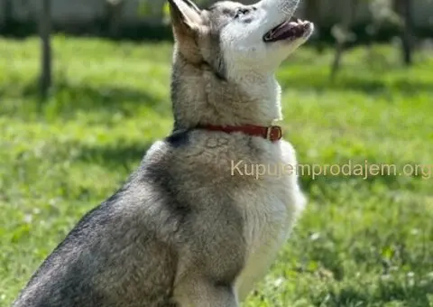 SIBIRSKI HASKI 3 ženkice - 9/10