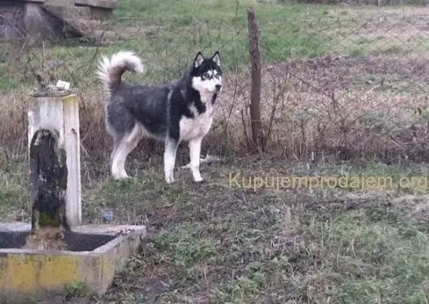 SIBIRSKI HASKI 3 ženkice - 10/10