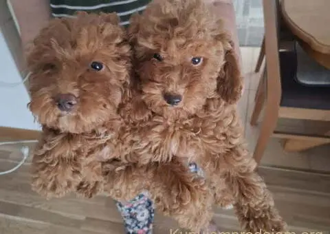 Prodajem patuljaste crvene PUDLE - 1/5