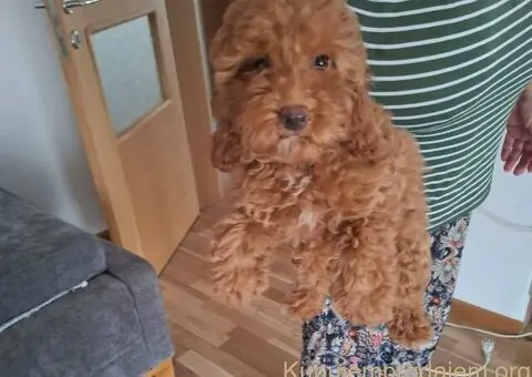 Prodajem patuljaste crvene PUDLE - 2/5