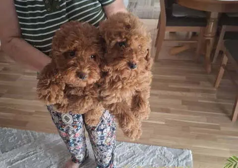 Prodajem patuljaste crvene PUDLE - 3/5