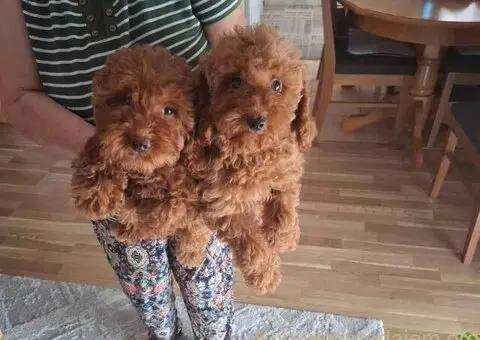 Prodajem patuljaste crvene PUDLE - 4/5