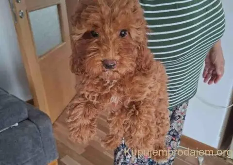 Prodajem patuljaste crvene PUDLE - 5/5