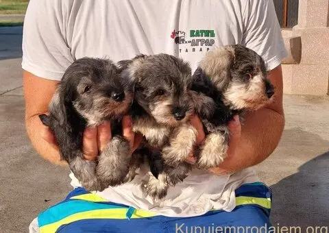 Patuljasti Snaucer biber so - 1/5