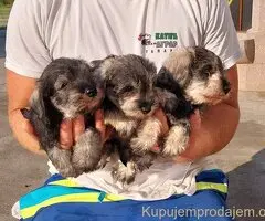 Patuljasti Snaucer biber so