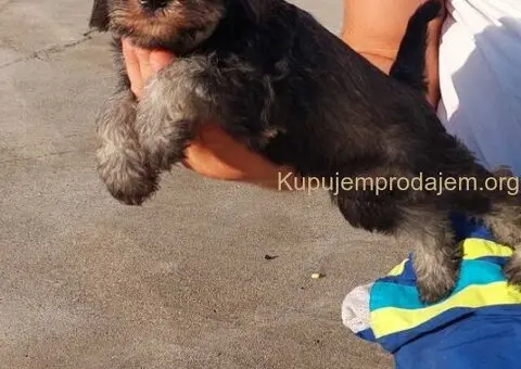 Patuljasti Snaucer biber so - 2/5