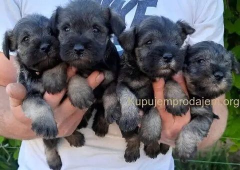 Patuljasti Snaucer biber so - 3/5