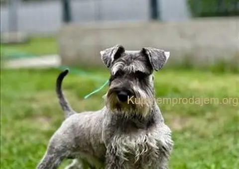 Patuljasti Snaucer biber so - 4/5