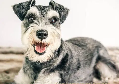 Patuljasti Snaucer biber so - 5/5