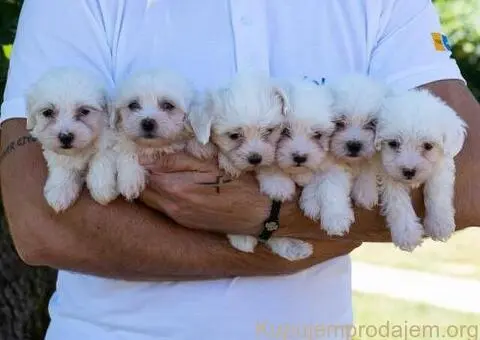 Maltezer PRELEPI štenci - 1/6