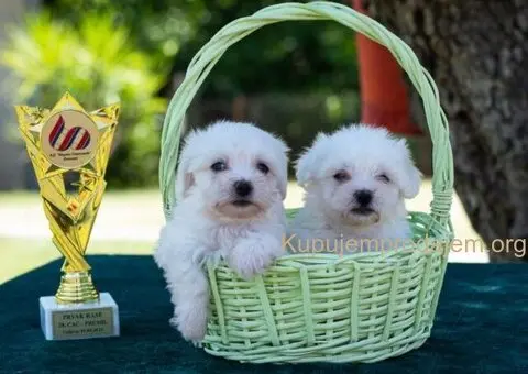 Maltezer PRELEPI štenci - 2/6