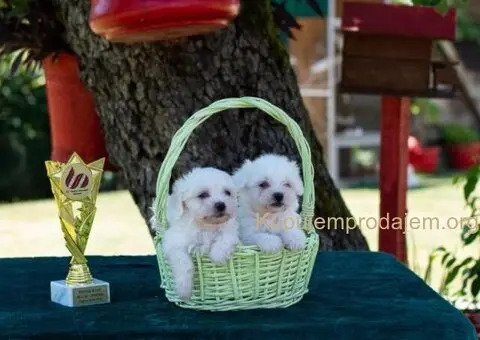 Maltezer PRELEPI štenci - 3/6