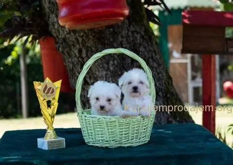 Maltezer PRELEPI štenci - 4/6