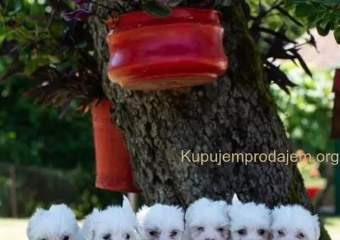 Maltezer PRELEPI štenci - 5/6