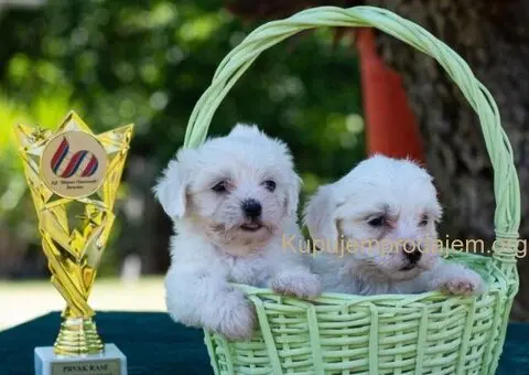 Maltezer PRELEPI štenci - 6/6