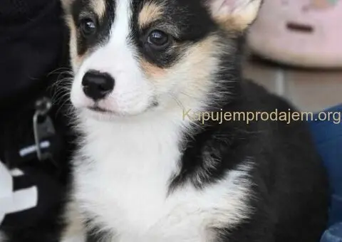 Velski korgi/Welsh Corgi Pembroke - 1/6