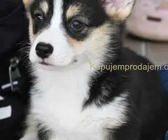 Velski korgi/Welsh Corgi Pembroke