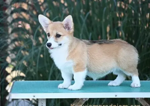 Velski korgi/Welsh Corgi Pembroke - 2/6