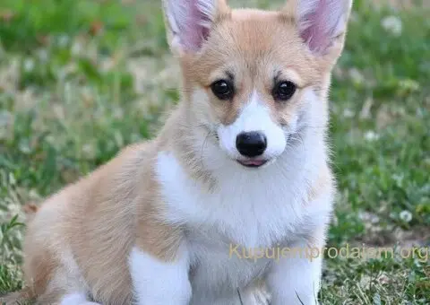 Velski korgi/Welsh Corgi Pembroke - 3/6