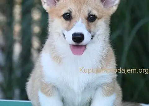 Velski korgi/Welsh Corgi Pembroke - 4/6