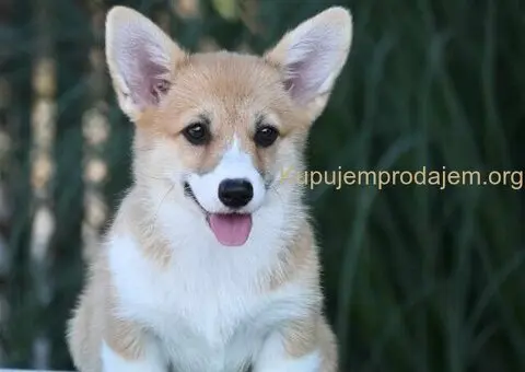 Velski korgi/Welsh Corgi Pembroke - 5/6
