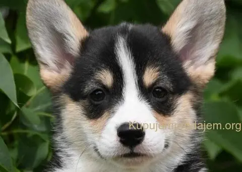 Velski korgi/Welsh Corgi Pembroke - 6/6