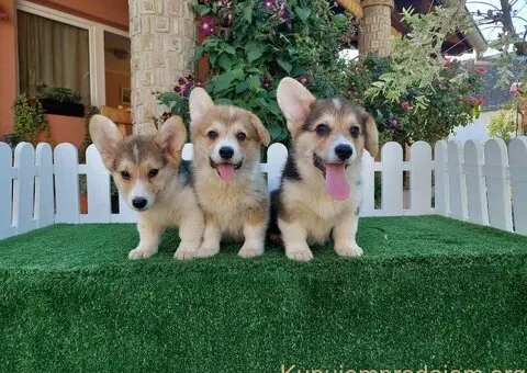 Velski Korgi stenci - 1/5