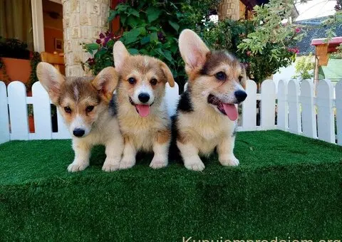 Velski Korgi stenci - 2/5