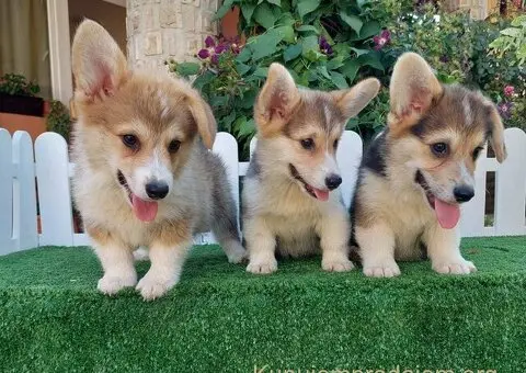 Velski Korgi stenci - 3/5