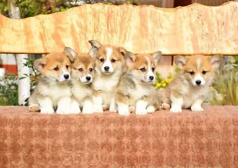 Velski Korgi stenci - 4/5