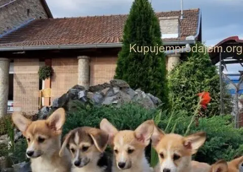 Velski Korgi stenci - 5/5