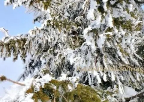 Plac na prodaju Zlatibor-Vodice - 9/10