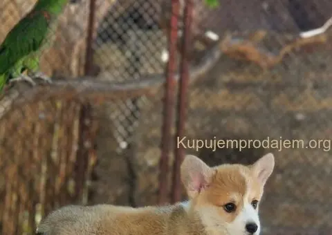 Velski korgi pembrok stenci - 1/6