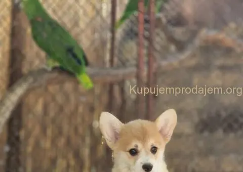 Velski korgi pembrok stenci - 2/6