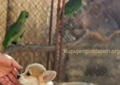 Velski korgi pembrok stenci - 3/6