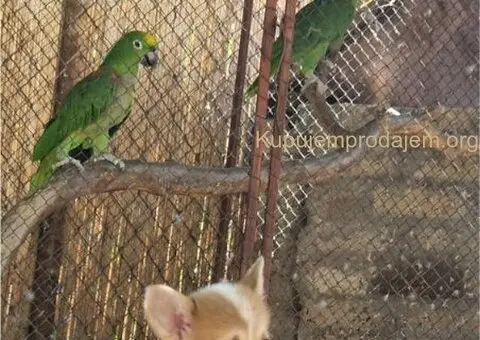 Velski korgi pembrok stenci - 4/6