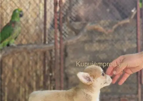 Velski korgi pembrok stenci - 5/6