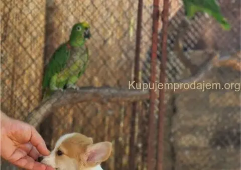 Velski korgi pembrok stenci - 6/6