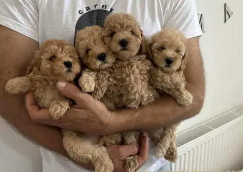 Prelepi stenci PUDLE u ponudi - 1/3