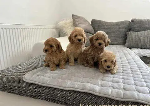 Prelepi stenci PUDLE u ponudi - 2/3